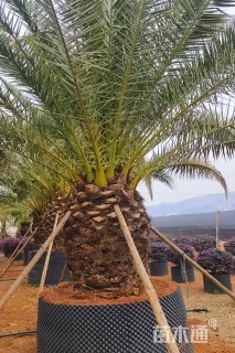 裸干高100厘米加拿利海枣