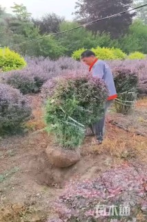 冠幅150厘米紫叶小檗球