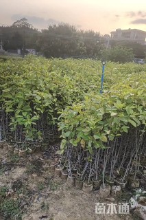 高度30厘米火力楠小苗