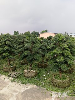 300厘米造型罗汉松