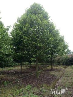 17公分乐昌含笑