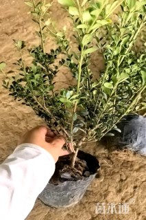 高度40厘米龟甲冬青