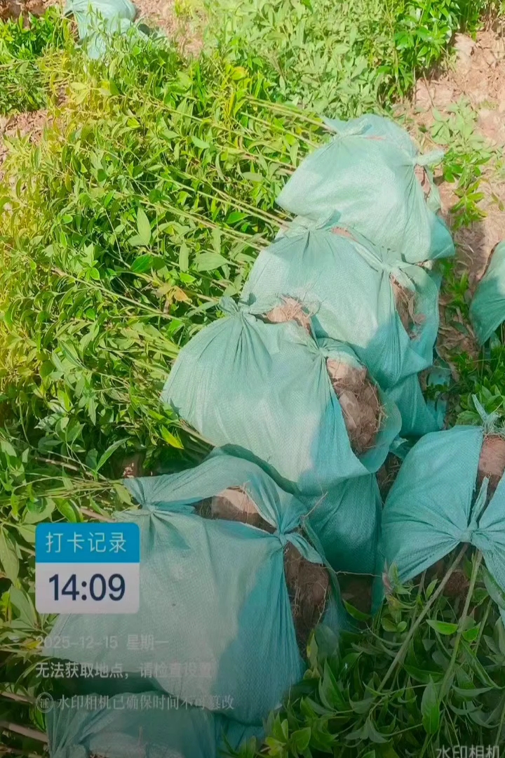 1公分金丝楠木