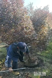 高度180厘米红花继木柱