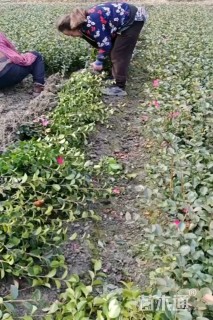 高度30厘米茶梅小苗