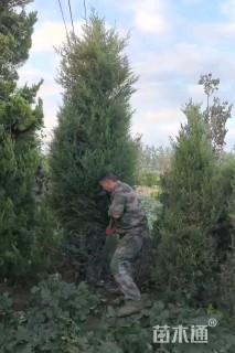 高度500厘米塔柏