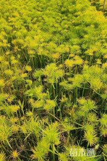 高度40厘米纸莎草