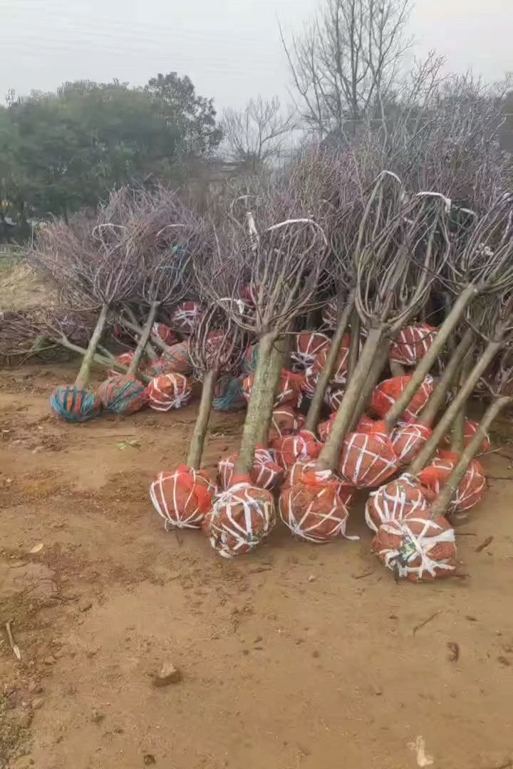 7公分红玉兰
