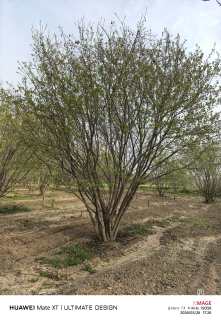 高度600厘米丛生茶条槭