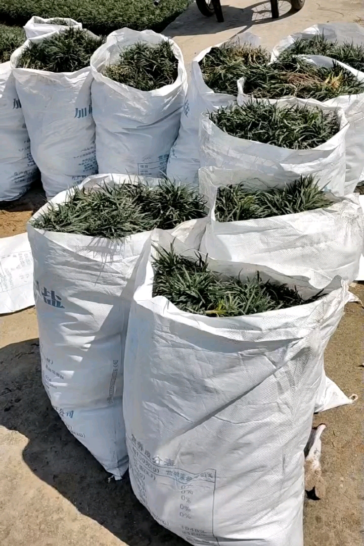 高度10厘米玉龙草