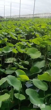 高度60厘米荷花