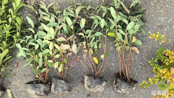 高度35厘米金丝桃