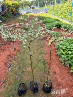 40公分锦叶榄仁