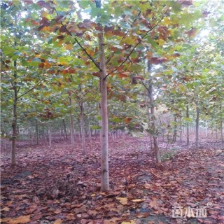 10公分法桐