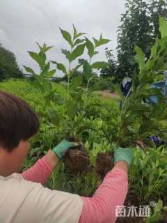高度60厘米红王子锦带
