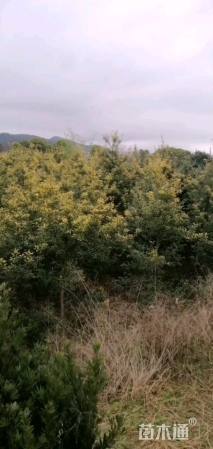 高度220厘米黄金枸骨