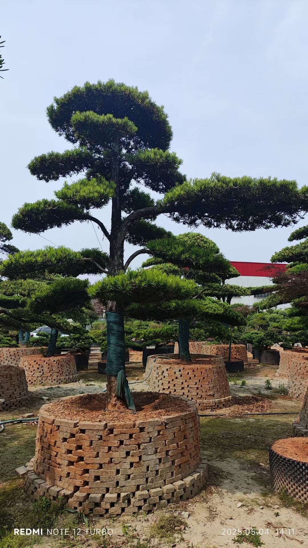 容器苗造型罗汉松