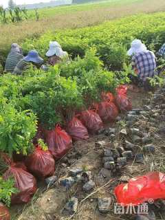 高度50厘米紫穗槐