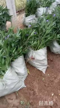 高度30厘米翠芦莉