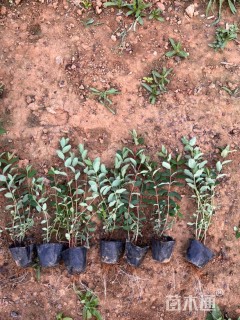 高度31厘米金丝桃