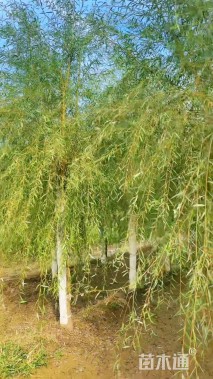 15公分金丝垂柳