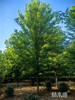 20公分美国红枫