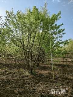 高度600厘米丛生元宝枫