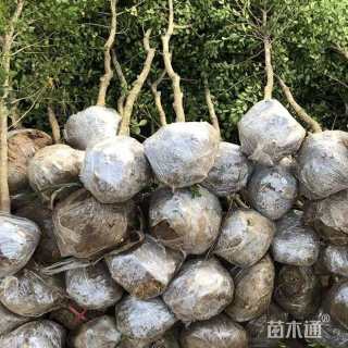 高度100厘米黄杨