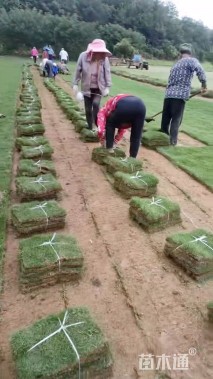 草块状马尼拉草