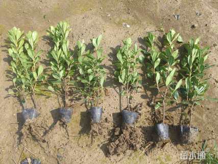 高度40厘米海桐