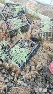 高度25厘米紫露草