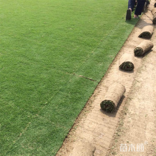 四季青草皮
