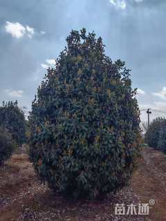 高度80厘米小丑火棘球