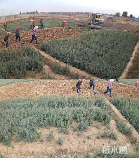 高度30厘米醉鱼草