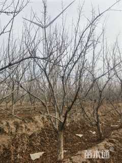 高度360厘米石榴