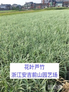 高度30厘米花叶芦竹