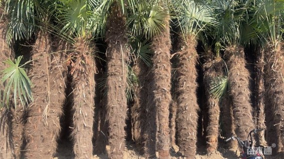 裸干高300厘米棕榈