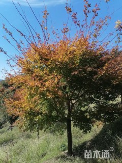 高度400厘米赤枫