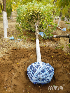 12公分香花槐