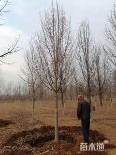 12公分欧洲小叶椴