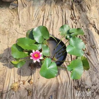 高度35厘米睡莲