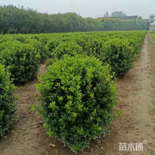 冠幅120厘米大叶黄杨球