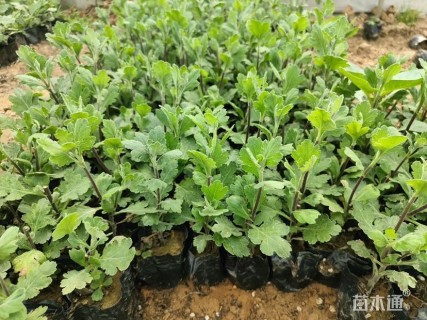 高度20厘米菊花