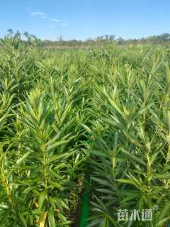 高度150厘米粉花夹竹桃