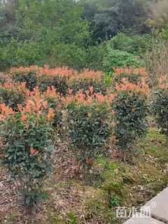 高度180厘米红叶石楠柱