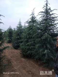 高度500厘米雪松