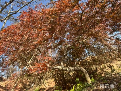 高度120厘米羽毛枫