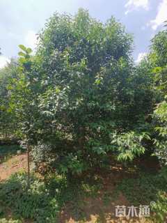 高度500厘米丛生大叶女贞