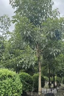 12公分洋红风铃木