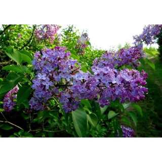 高度180厘米丛生丁香
